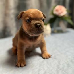 Hogi - Blue fawn male French Bulldog puppy in Tulsa, Oklahoma from Hart's Chihuahuas