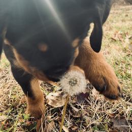 Rottweiler Puppies from Vom Arnold-Hause Rottweilers
