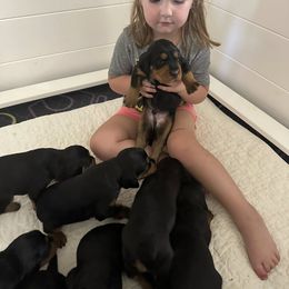 Gordon Setter Puppies from Jackie Watson