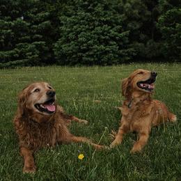 Golden Retriever puppies from Akoya Kennels