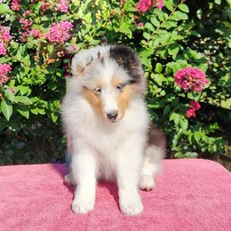 Shetland Sheepdog puppies from Ambrozia Kennels