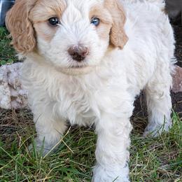 Sprite - Yellow and white male Bernedoodle puppy in Roy, Utah from Doodles are Amazing