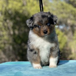 Girl 4 - Blue merle Miniature American Shepherd puppy in New Mexico from Von Südwest German Shepherds and Mini American Shepherds