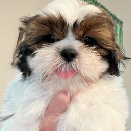 Shih Tzu Puppies from Shih Tzu Jewels of Cocoa