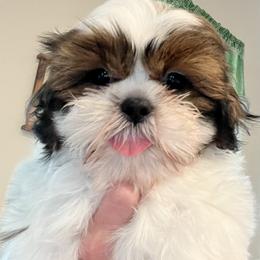 Shih Tzu Puppies from Shih Tzu Jewels of Cocoa
