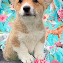 Girl 2 - Sable female Pembroke Welsh Corgi puppy in Newark, Ohio from Abc Cattle Co corgis