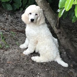 Poodle Puppies from Southern Standards