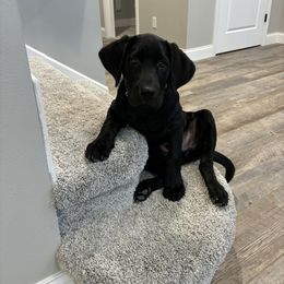 Dilute Retriever and Labrador Retriever Puppies from SmoKy Hills Labradors