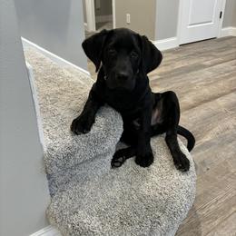 Dilute Retriever and Labrador Retriever Puppies from SmoKy Hills Labradors