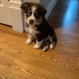 Australian Shepherd, Miniature American Shepherd, and Toy Australian Shepherd Puppies from Blue’s Family Aussies