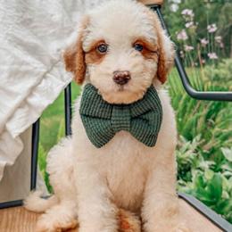 Tyler - Parti male Goldendoodle puppy in Iola, Texas from Supreme Doodles of Texas
