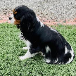 AKC Kayla - Cavalier King Charles Spaniel