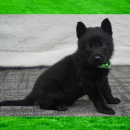 Kilo - Black male German Shepherd puppy in Muldrow, Oklahoma from Reizarf Kennels