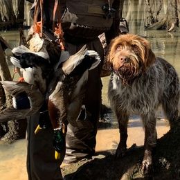 Otter - Wirehaired Pointing Griffon