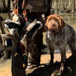 Otter - Wirehaired Pointing Griffon