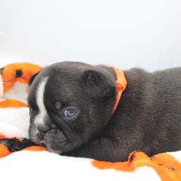 French Bulldog Puppies from Infinity Frenchies