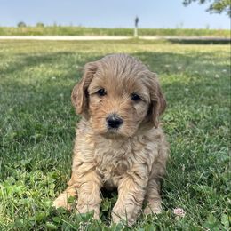 Girl 40 - Apricot female Goldendoodle puppy in West Point, Iowa from Circle A Mini Goldendoodles and Mini Bernedoodles