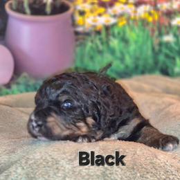 Black - Tri-color male Bernedoodle puppy in Taft, Tennessee from McGraw's Fetching Pups