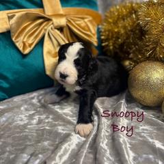 Snoopy - male Golden Mountain Doodle puppy in Rockville, Minnesota from Bracha Poodles & Doodles