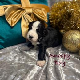 Snoopy - male Golden Mountain Doodle puppy in Rockville, Minnesota from Bracha Poodles & Doodles