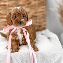 It's The Little Things- Belly Laughs - Red  female Goldendoodle puppy in Russell Springs, Kentucky from Milk & Honey Doodles