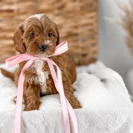 It's The Little Things- Belly Laughs - Red  female Goldendoodle puppy in Russell Springs, Kentucky from Milk & Honey Doodles