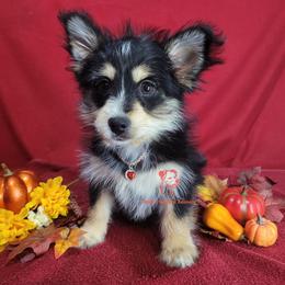 Angel- YorkiePom - Black and tan female Companion Cross puppy in Daphne, Alabama from Puppy Sugars Kennels