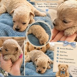 ARCHIE KOREAN DOLL FACE - Apricot male Maltipoo puppy in Orlando, Florida from Denise’s Puppies