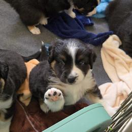 Australian Shepherd and Miniature Australian Shepherd Puppies from Cara Harker