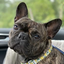 Hogan - French Bulldog