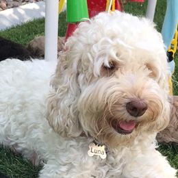 Luna - Australian Labradoodle
