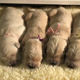 Golden Retriever Puppies from Jessica Hagstette