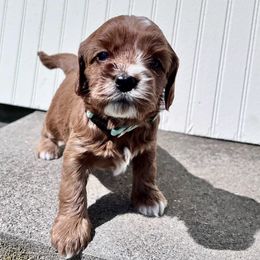 Cavapoo Puppies from Cavapoo Cuddles