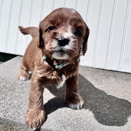 Cavapoo Puppies from Cavapoo Cuddles