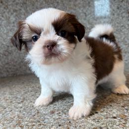 Teddy - AKC Champion Bloodline - Red and white male Shih Tzu puppy in Long Beach, California from Prieto Shih-Tzu's