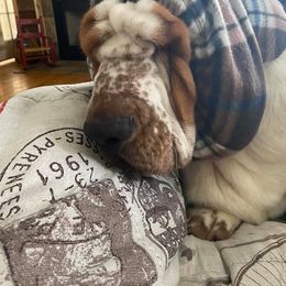 Basset Hound All Grown Up from Hoosier Hounds