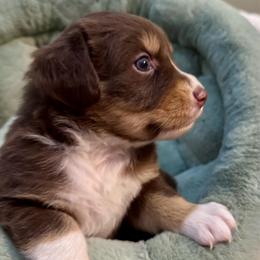 Girl - 4 - Red tri-color female Australian Shepherd puppy in Ramona, California from Blue Moon Aussies