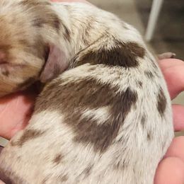 Girl 2 - Dapple Dachshund puppy in Duke, Oklahoma from Johnson Prairie Pups