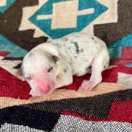 Snowy - Blue merle female Border Collie puppy in Mesa, Arizona from Ranch Girl Border Collies