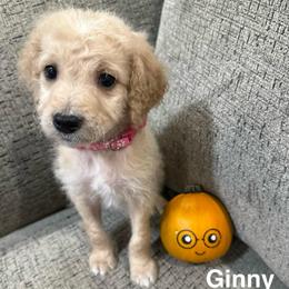 Ginny - Cream female Goldendoodle puppy in Conroe, Texas from Tails of Cypress