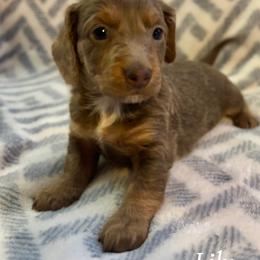 Lily - Fawn (isabella) and tan female Dachshund puppy in Aiken, South Carolina from State Eight Dachshunds
