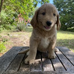 Savanna - Cream female Goldendoodle puppy in Texas from Doodles Divine