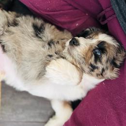 Koa - Blue merle male Aussiedoodle puppy in Hempstead, Texas from Young Gun Aussies