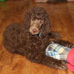 Poodle Puppies from RK'S Pets