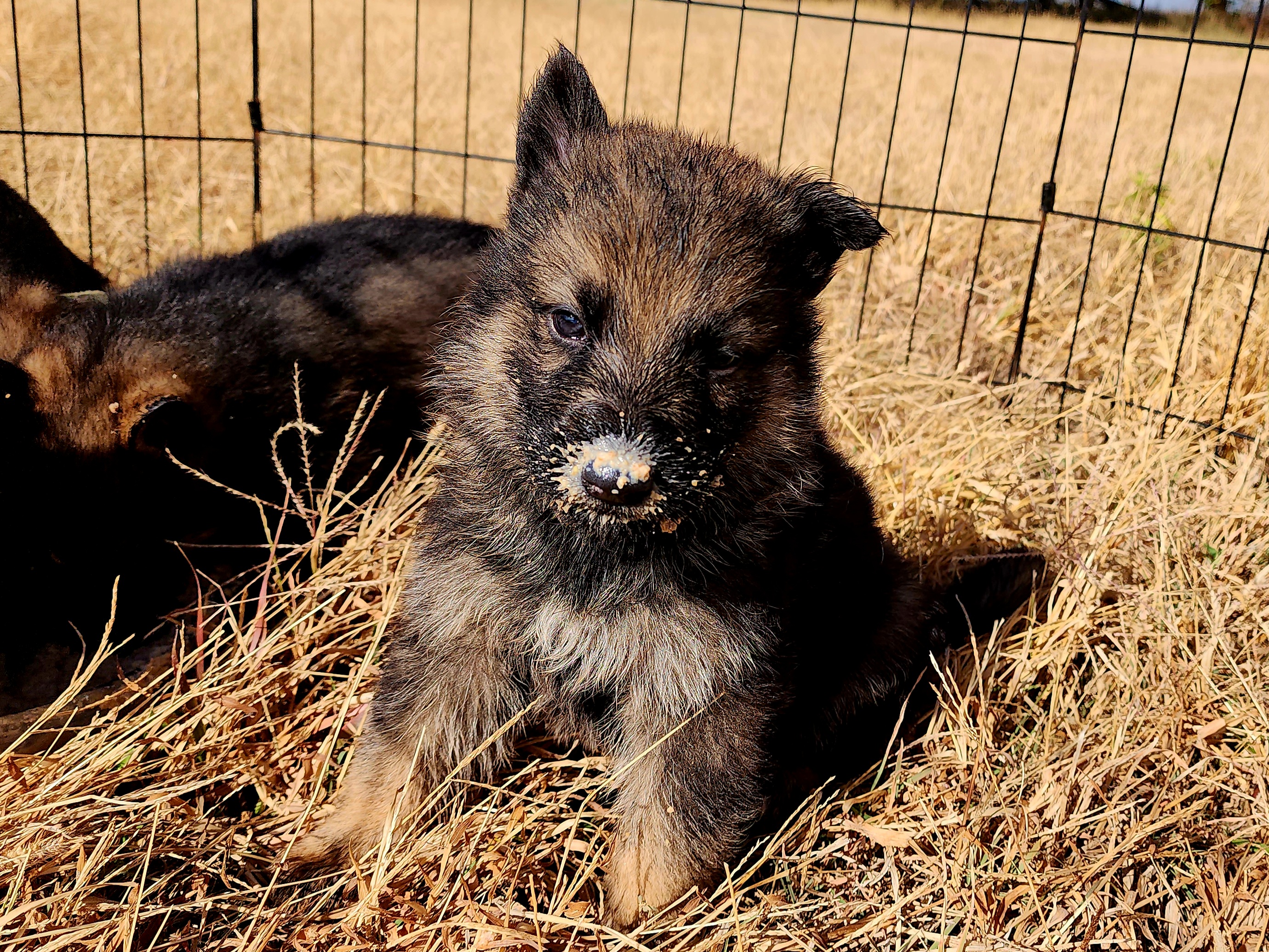German Shepherd and Pembroke Welsh Corgi Puppies from Tiny Titans K9