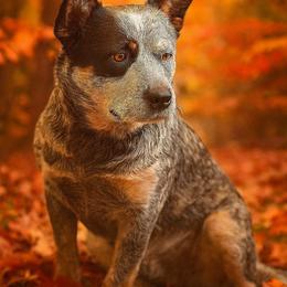 Kimber - Australian Cattle Dog
