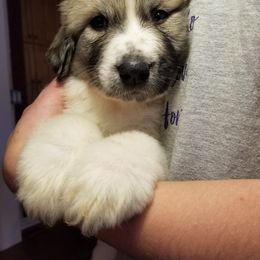 Red Collar Girl - Great Pyrenees puppy from Joel's Farm LLC