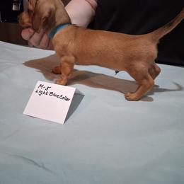 A.k.c Lucy's M 5 - Red male Dachshund puppy in Penn Run, Pennsylvania from Shannon’s Dachshunds