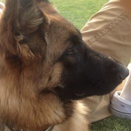 German Shepherds from Vom Casa Plascencia