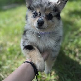 Pomeranian Puppies from GTBBF Pomeranians